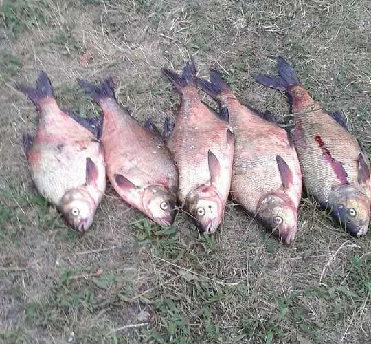 Warminska Tatil Evi Kierzliny